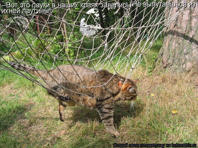 Котоматрица: --Вот это пауки в наших краях завелись! Не выпутаешься из ихней паутины!