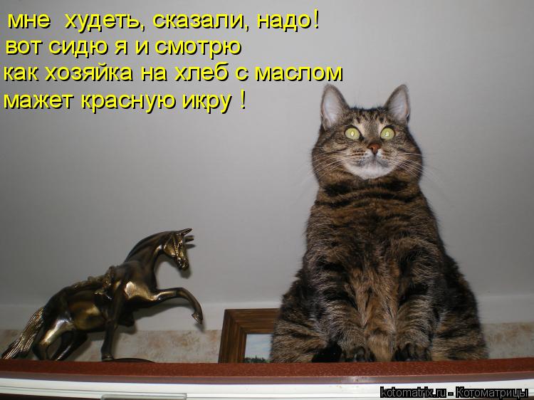 Котоматрица: мне  худеть, сказали, надо! вот сидю я и смотрю  как хозяйка на хлеб с маслом мажет красную икру !