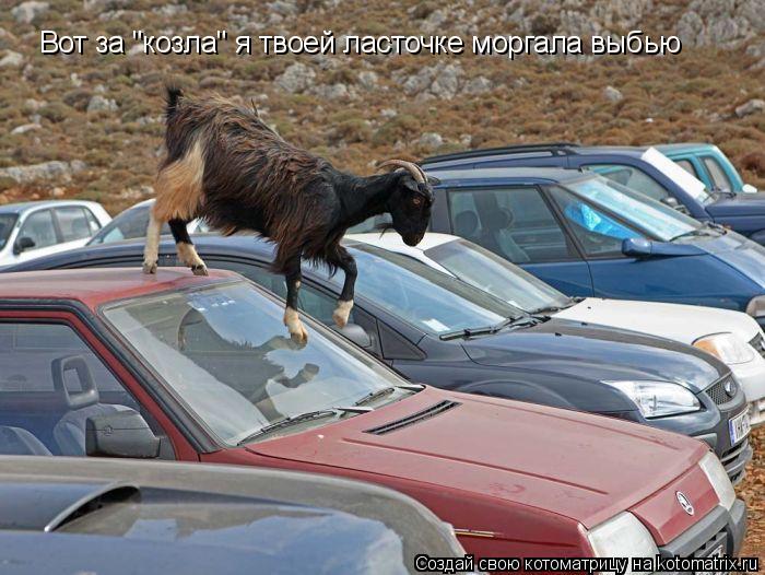 Котоматрица: Вот за "козла" я твоей ласточке моргала выбью
