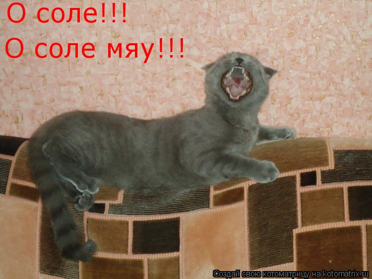 Котоматрица: О соле!!! О соле мяу!!!