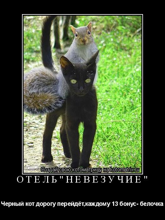 Котоматрица: Отель"Невезучие" Черный кот дорогу перейдёт,каждому 13 бонус- белочка