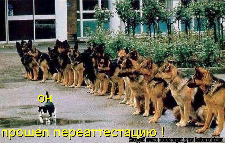 Котоматрица: он прошел переаттестацию !