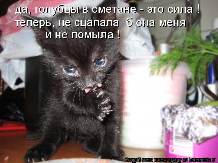 Котоматрица: да, голубцы в сметане - это сила ! и не помыла ! теперь, не сцапала  б она меня