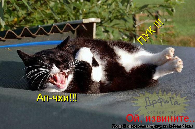 Котоматрица: Ап-чхи!!! Ой, извините... ПУК !!!