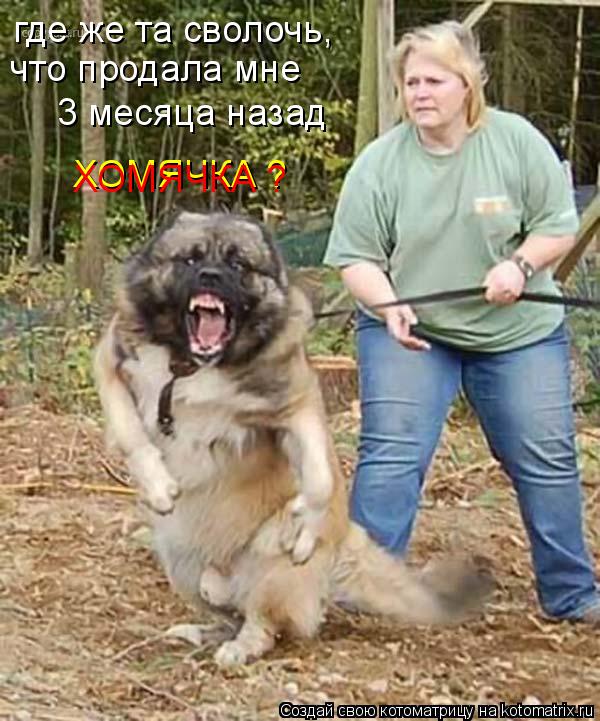 Котоматрица: где же та сволочь, что продала мне 3 месяца назад ХОМЯЧКА ? ХОМЯЧКА ?