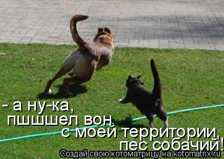 Котоматрица: пес собачий! - а ну-ка,  пшшшел вон  с моей территории,