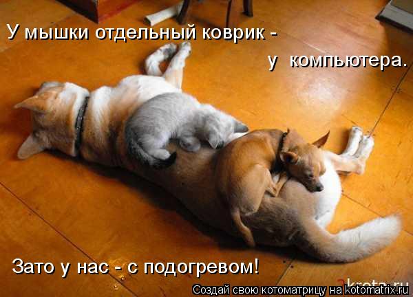 Котоматрица: Зато у нас - с подогревом! У мышки отдельный коврик -  у  компьютера.