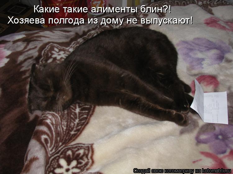 Котоматрица: Какие такие алименты блин?! Хозяева полгода из дому не выпускают!