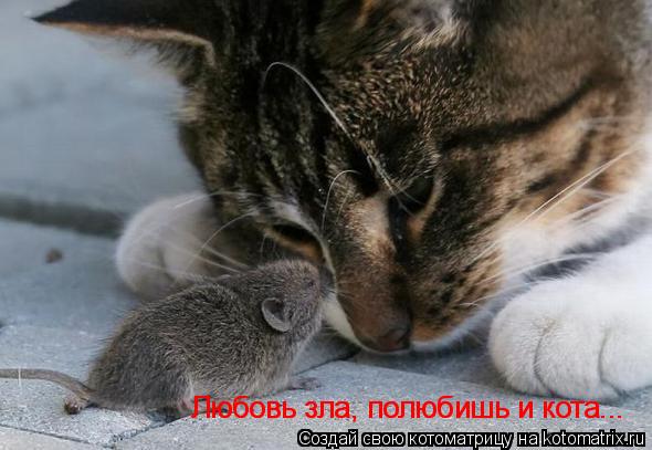Любовь зла, полюбишь и кота... Любовь зла, полюбишь и кота...... Котоматрица: Любовь зла, полюбишь и кота... Любовь зла, полюбишь и кота...