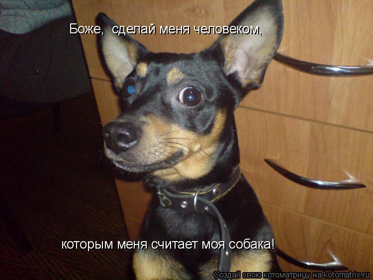 Котоматрица: Боже,  сделай меня человеком,  которым меня считает моя собака!