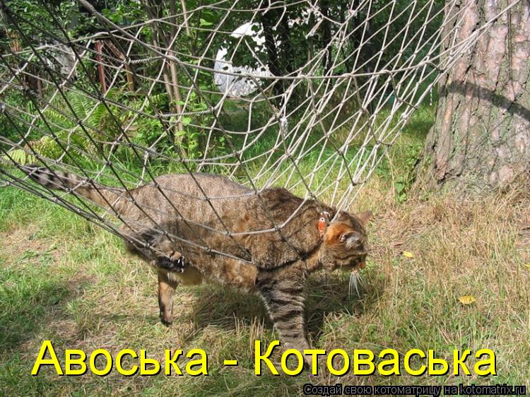 Котоматрица: Авоська - Котоваська