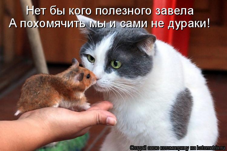 Нет бы кого полезного завела А похомячить мы и сами не дураки!... Котоматрица: Нет бы кого полезного завела А похомячить мы и сами не дураки!