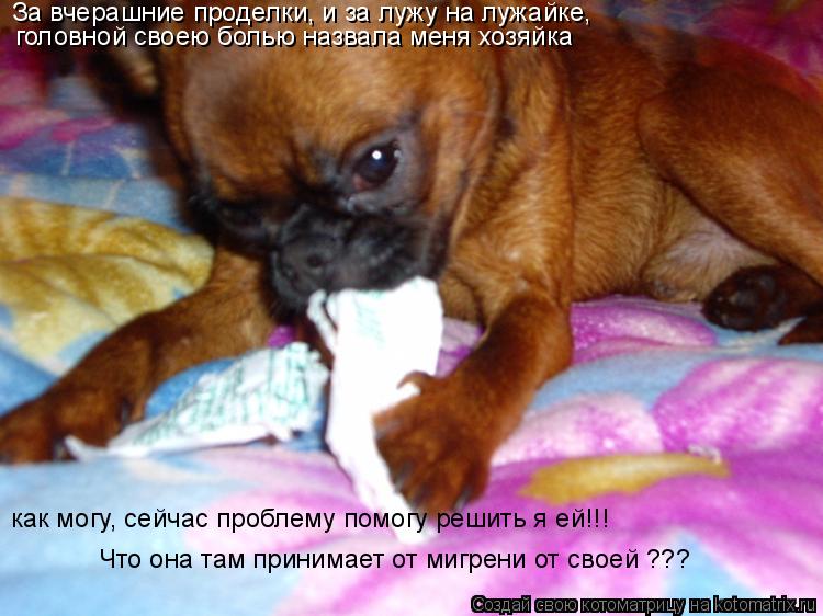 Котоматрица: За вчерашние проделки, и за лужу на лужайке, головной своею болью назвала меня хозяйка как могу, сейчас проблему помогу решить я ей!!! Что она