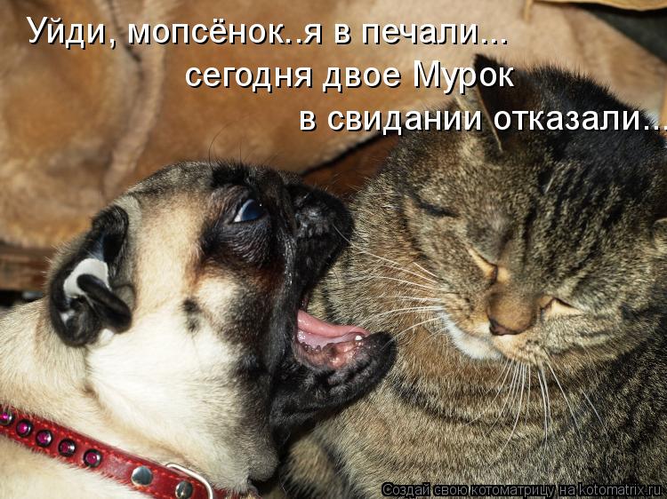 Уйди, мопсёнок..я в печали... сегодня двое Мурок в свидании отказали...... Котоматрица: Уйди, мопсёнок..я в печали... сегодня двое Мурок в свидании отказали...