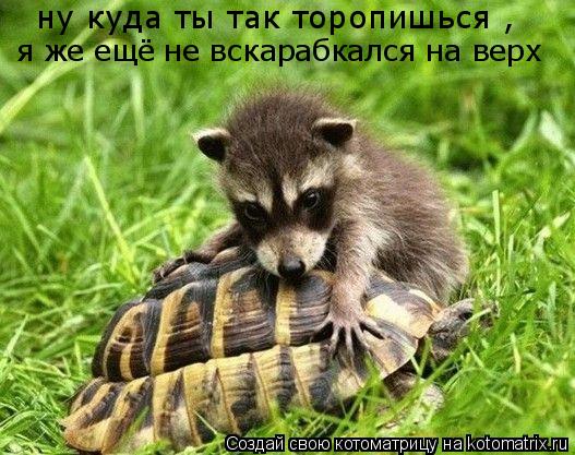 Котоматрица: ну куда ты так торопишься ,   я же ещё не вскарабкался на верх