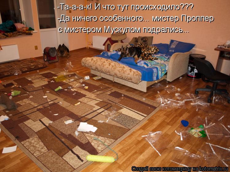 Котоматрица: -Та-а-а-к! И что тут происходило??? -Да ничего особенного... мистер Проппер  с мистером Мускулом подрались...