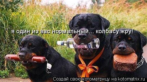 Котоматрица: я один из вас нормальный... колбасу жру!