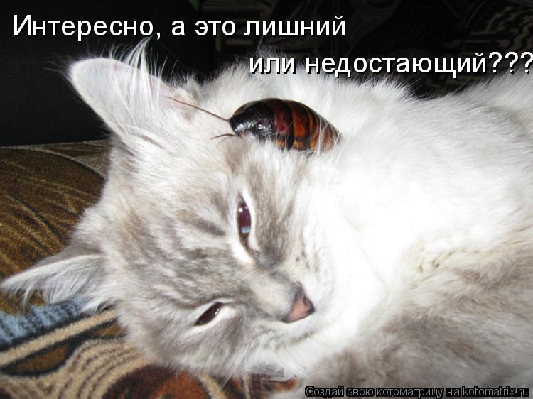 Интересно, а это лишний или недостающий??? или недостающий???... Котоматрица: Интересно, а это лишний или недостающий??? или недостающий???