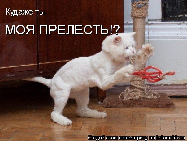 Котоматрица: Кудаже ты, МОЯ ПРЕЛЕСТЬ!?