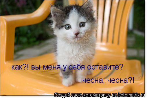 Котоматрица: как?! вы меня у себя оставите? чесна, чесна?!