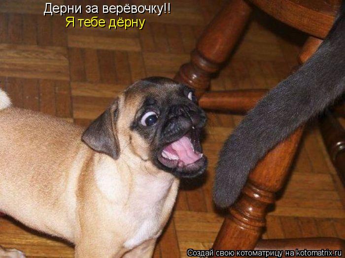 Котоматрица: Дерни за верёвочку!! Я тебе дёрну Я тебе дёрну