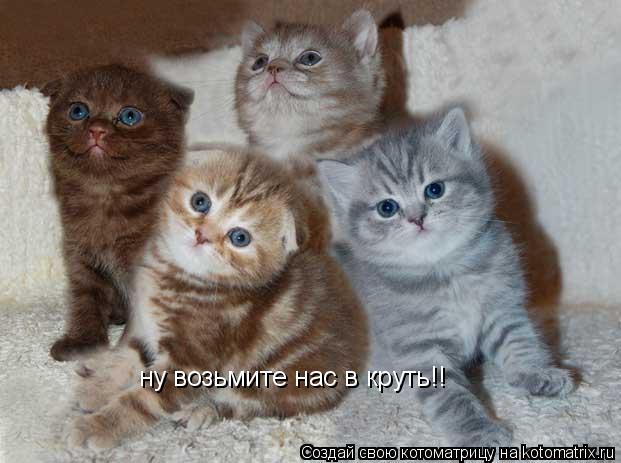 Котоматрица: ну возьмите нас в круть!!