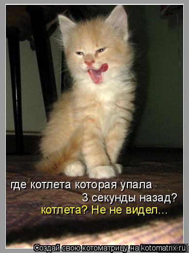Котоматрица: котлета? Не не видел... где котлета которая упала 3 секунды назад?