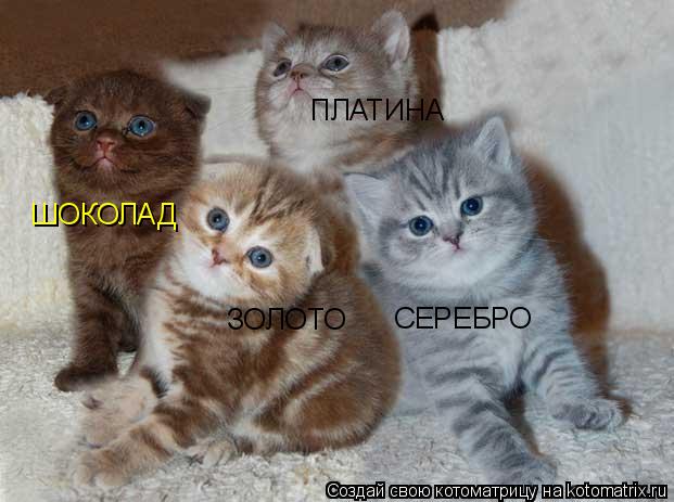 Котоматрица: СЕРЕБРО ЗОЛОТО ПЛАТИНА ШОКОЛАД