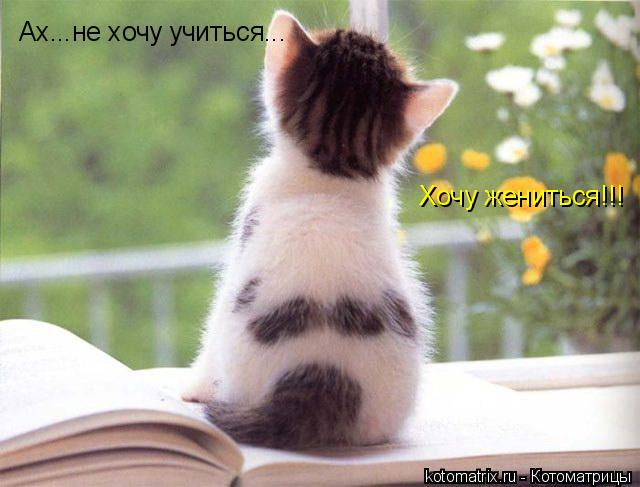 Котоматрица: Ах...не хочу учиться... Хочу жениться!!!
