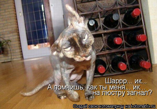 Котоматрица: Шаррр... ик... А помнишь, как ты меня... ик... на люстру загнал?