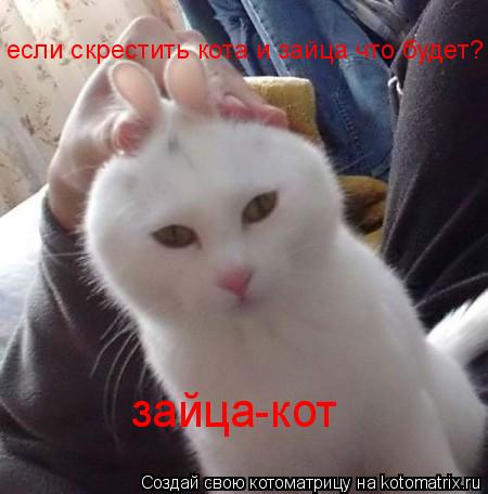 если скрестить кота и зайца что будет? зайца-кот... Котоматрица: если скрестить кота и зайца что будет? зайца-кот