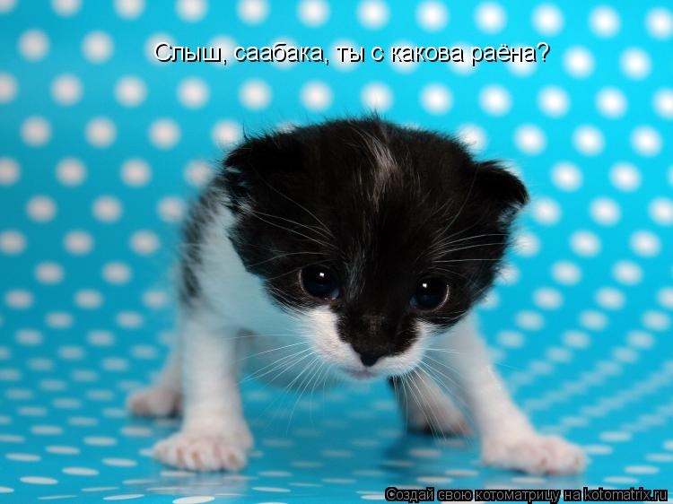 Слыш, саабака, ты с какова раёна?... Котоматрица: Слыш, саабака, ты с какова раёна?
