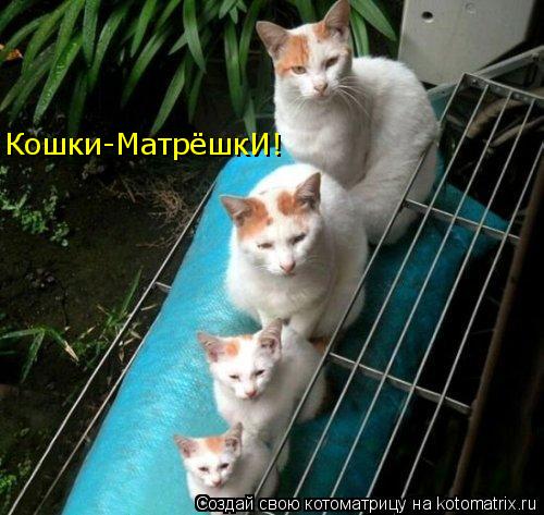 Кошки-МатрёшкИ!... Котоматрица: Кошки-МатрёшкИ!