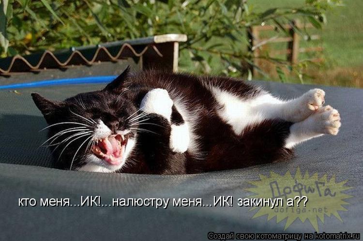 кто меня...ИК!...налюстру меня...ИК! закинул а??... Котоматрица: кто меня...ИК!...налюстру меня...ИК! закинул а??