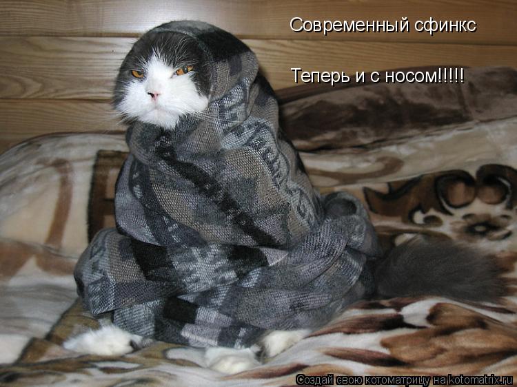 Современный сфинкс Теперь и с носом!!!!!... Котоматрица: Современный сфинкс Теперь и с носом!!!!!