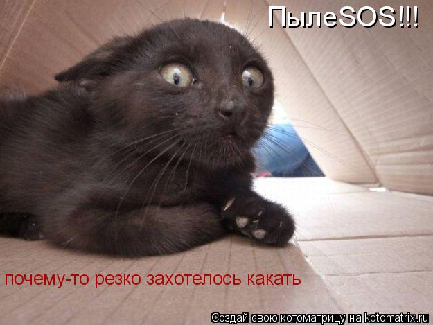 ПылеSOS!!! почему-то резко захотелось какать... Котоматрица: ПылеSOS!!! почему-то резко захотелось какать