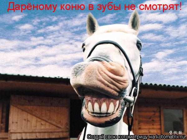 Дарёному коню в зубы не смотрят!... Котоматрица: Дарёному коню в зубы не смотрят!