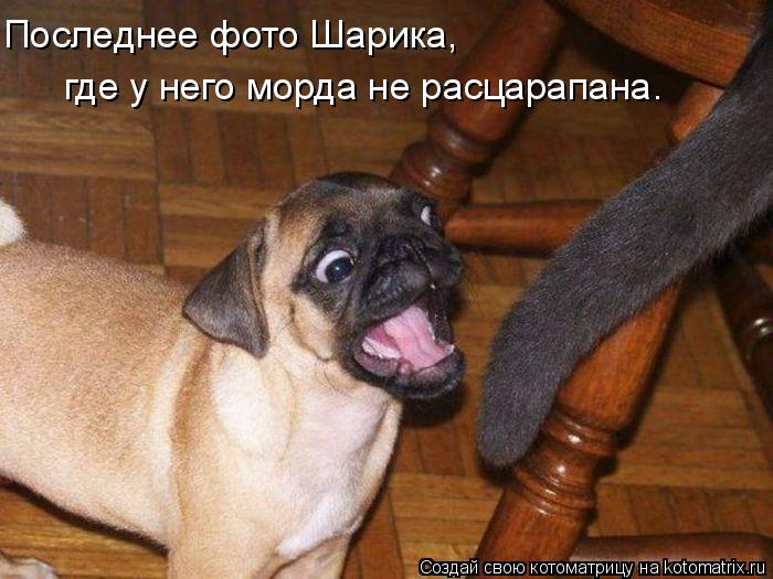 Последнее фото Шарика, где у него морда не расцарапана.... Котоматрица: Последнее фото Шарика, где у него морда не расцарапана.