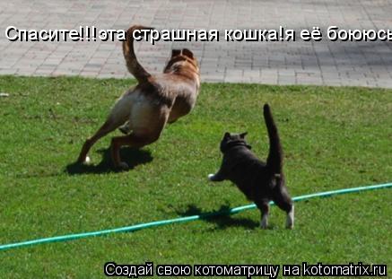 Котоматрица: Спасите!!!эта страшная кошка!я её боююсьь!!!