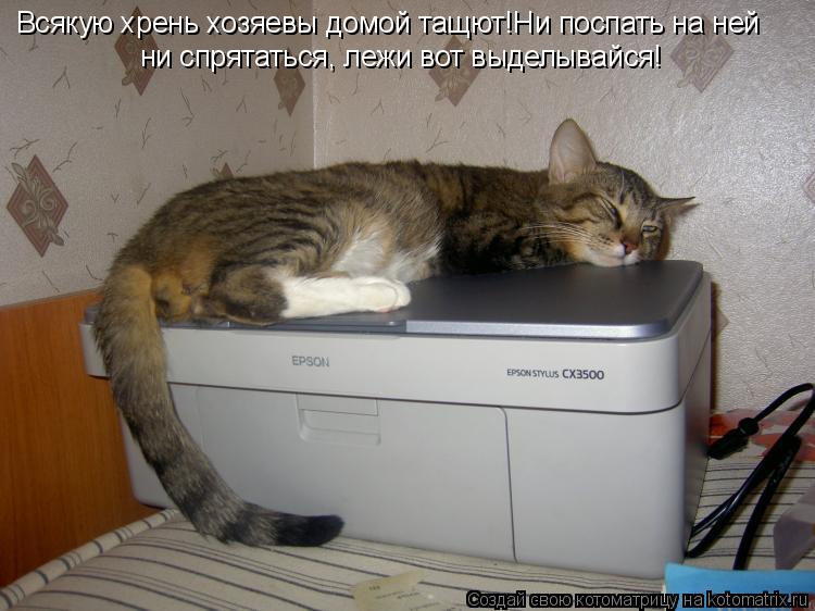 Всякую хрень хозяевы домой тащют!Ни поспать на ней ни спрятаться, лежи вот выделывайся!... Котоматрица: Всякую хрень хозяевы домой тащют!Ни поспать на ней ни спрятаться, лежи вот выделывайся!