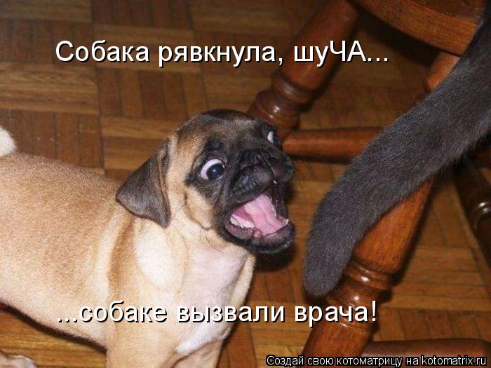Собака рявкнула, шуЧА... ...собаке вызвали врача!... Котоматрица: Собака рявкнула, шуЧА... ...собаке вызвали врача!