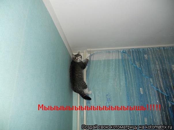 Мыыыыыыыыыыыыыыышь!!!!!... Котоматрица: Мыыыыыыыыыыыыыыышь!!!!!