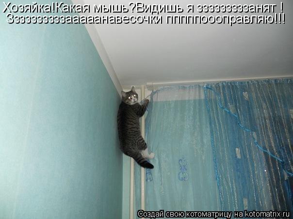 Хозяйка!Какая мышь?Видишь я зззззззззанят ! Ззззззззззааааанавесочки пппппоооправляю!!!... Котоматрица: Хозяйка!Какая мышь?Видишь я зззззззззанят ! Ззззззззззааааанавесочки пппппоооправляю!!!
