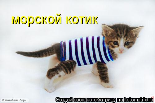 морской котик... Котоматрица: морской котик