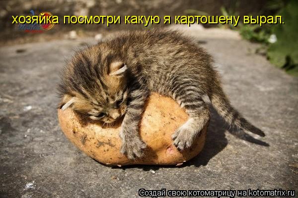 хозяйка посмотри какую я картошену вырал.... Котоматрица: хозяйка посмотри какую я картошену вырал.