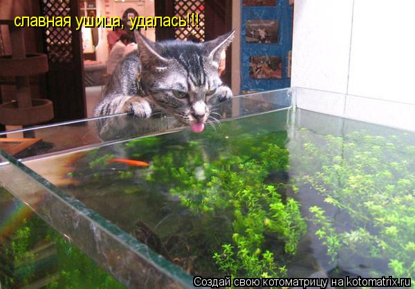 славная ушица, удалась!!!... Котоматрица: славная ушица, удалась!!!
