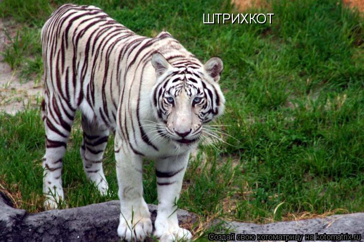 ШТРИХКОТ... Котоматрица: ШТРИХКОТ