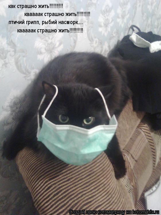 как страшно жить!!!!!!!!!! кааааак страшно жить!!!!!!!!!! птичий грипп, рыбий насморк.... кааааак стр... Котоматрица: как страшно жить!!!!!!!!!! кааааак страшно жить!!!!!!!!!! птичий грипп, рыбий насморк.... кааааак страшно жить!!!!!!!!!!