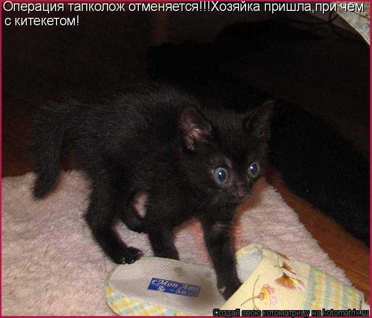 Операция тапколож отменяется!!!Хозяйка пришла,при чём китекетом! с китекетом!... Котоматрица: Операция тапколож отменяется!!!Хозяйка пришла,при чём китекетом! с китекетом!