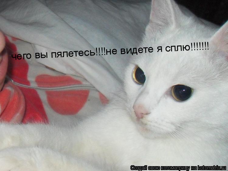 чего вы пялетесь!!!!не видете я сплю!!!!!!!... Котоматрица: чего вы пялетесь!!!!не видете я сплю!!!!!!!